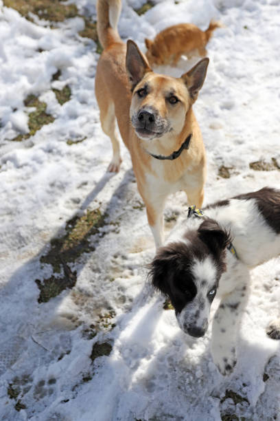 istock Two dogs playing in the snow 1205063589