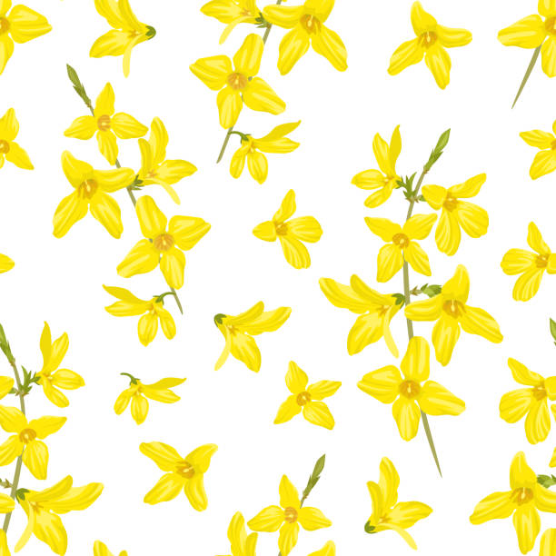 Forsythia seamless border. Vector illustration of floral pattern on white background in cartoon flat style. Blooming branches with yellow spring flowers. Forsythia seamless border. Vector illustration of floral pattern on white background in cartoon flat style. Blooming branches with yellow spring flowers. forsythia garden stock illustrations