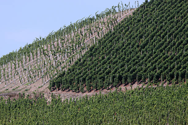2019 Mosel valley