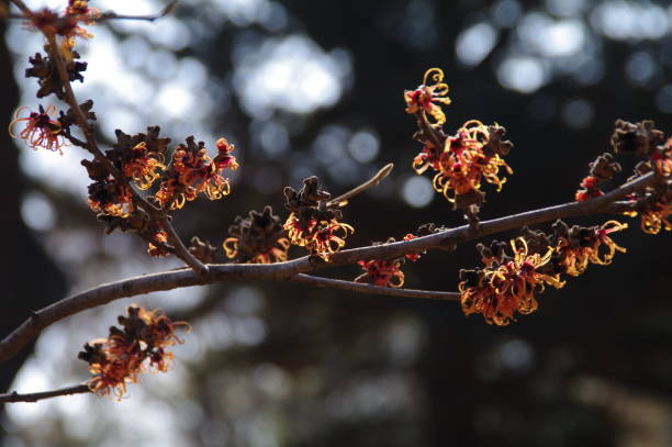 istock flowers that tell you that spring is near 1205066255