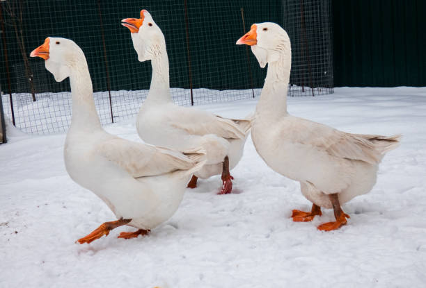 istock Three geese walking on snow in the farm during the winter. 1205066381