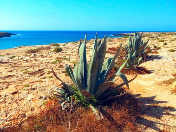 agawa z liśćmi na bardzo suchej i jałowej wyspie - agave italy aloe sea zdjęcia i obrazy z banku zdjęć