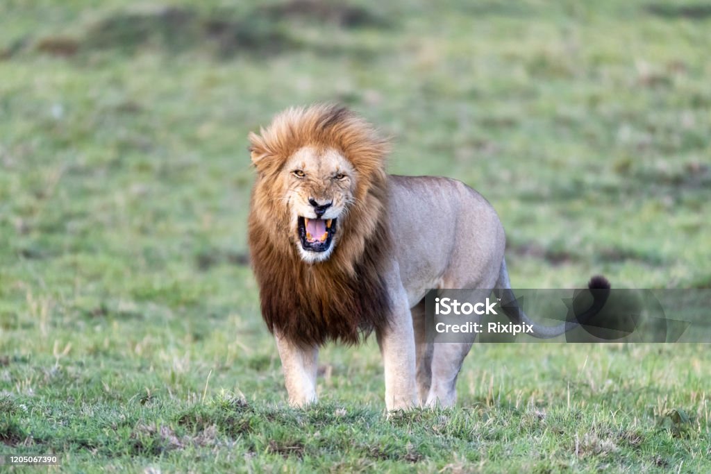 Adult Male Lion Baring His Teeth Stock Photo - Download Image Now - Lion -  Feline, Roaring, Snarling - iStock