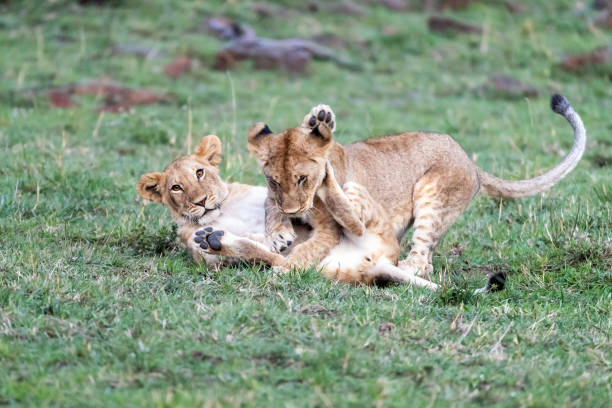 istock Two playful lion cub siblings in the Masai Mara 1205067414