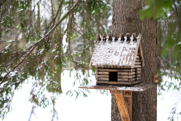 istock Squirrel eats from a feeder in the woods in the fall. 1205067681