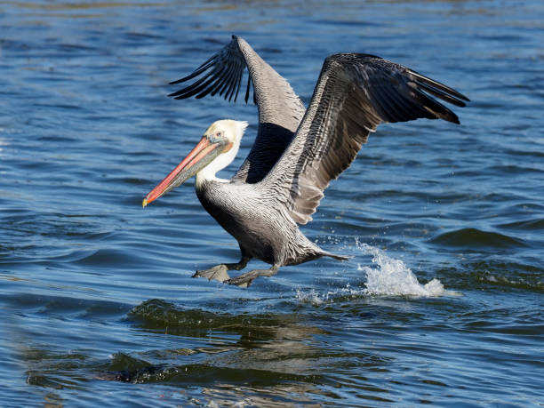 istock Pelican brown, Pelecanus occidentalis 1205068671
