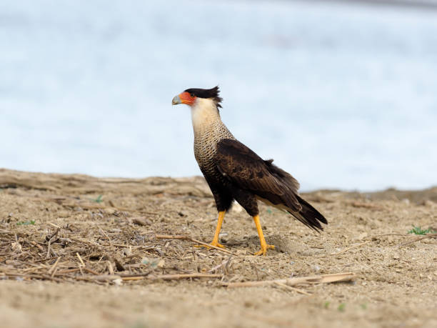 istock Crested caracara, Caracara cheriway 1205068799