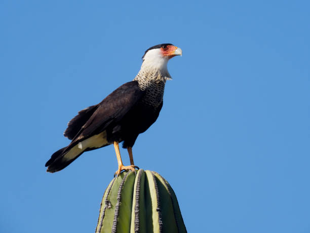 istock Crested caracara, Caracara cheriway 1205068823