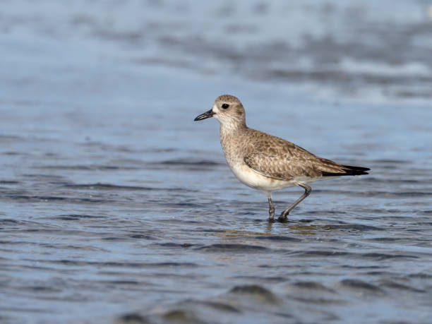 istock Grey plover, Pluvialis squatarola 1205068891