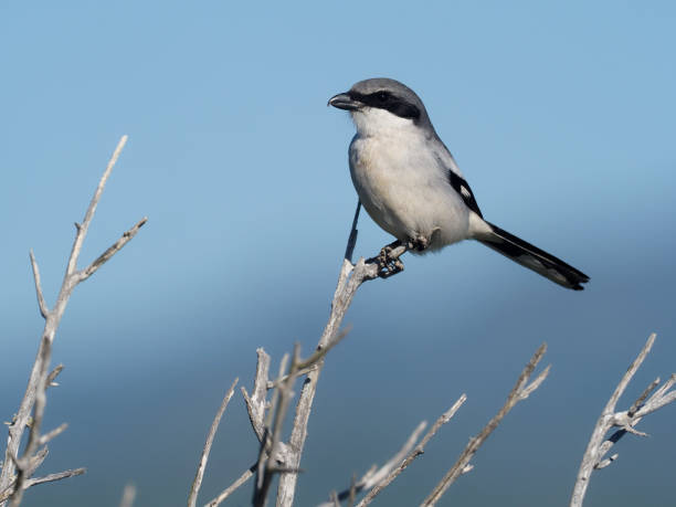 istock Loggerhead shrike, Lanius ludovicianus 1205069068