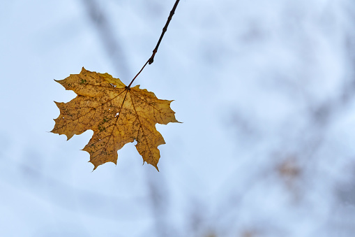 Autumn leaf on branch, copy space. Season change or weather forecast symbol. Foliage in city park tree