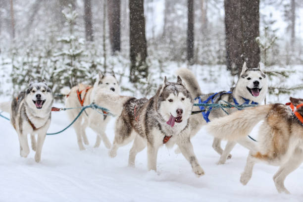 istock Husky sled dog running 1205070887