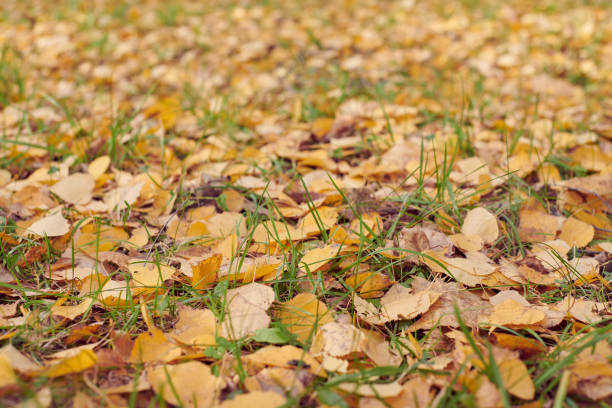A vibrant scene of fallen yellow leaves on a grassy field, showcasing the beauty of autumn in Denmark. This image captures the essence of the fall season with its warm colors.