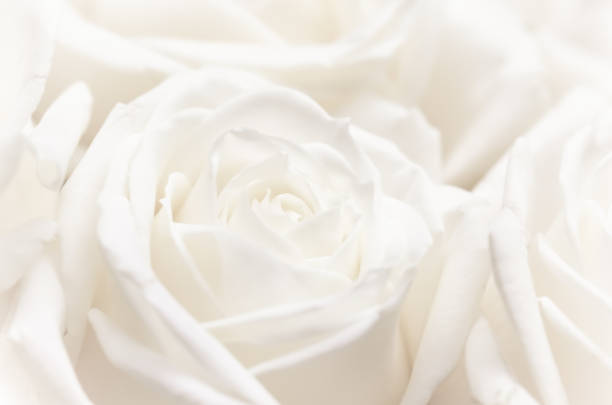 istock Soft focus, abstract floral background, white rose flower. Macro flowers backdrop for holiday brand design 1205072590