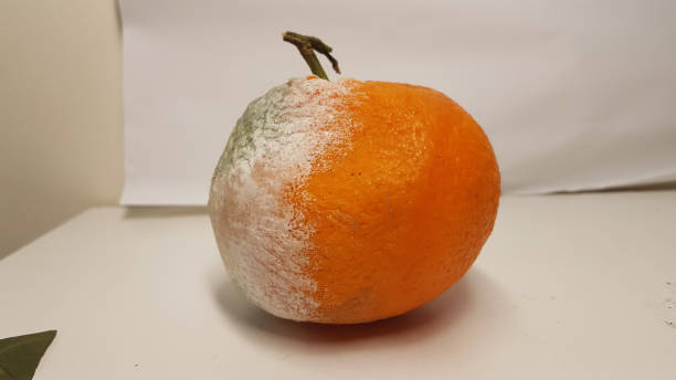 istock rotten orange and leaves  isolated in white background nutrition 1205073314