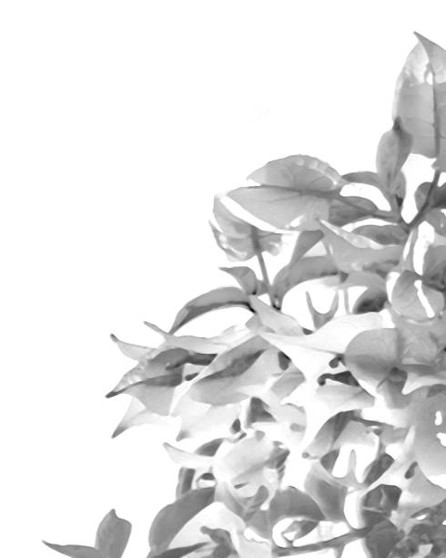 istock Blurred Black and White Floral Background 1205073480