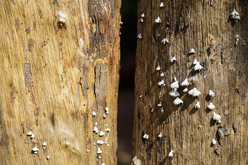 close up photo of fungus on trees, old grunge wooden background pattern