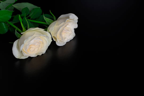 istock beautiful  white roses on black background and two red chocolate 1205074502