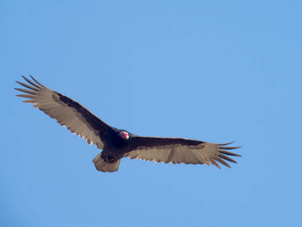 istock Turkey vulture, Cathartes aura 1205074690