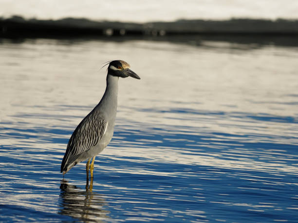Yellow-crowned night-heron, Nycticorax violacea, Single bird in water, Baja California, Mexico, January 2020