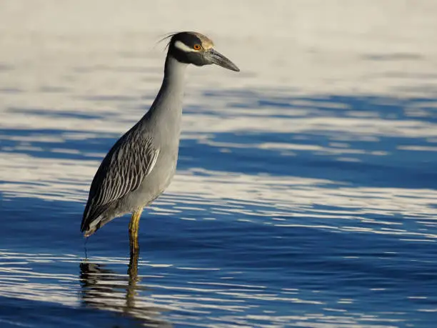 Photo of Yellow-crowned night-heron, Nycticorax violacea