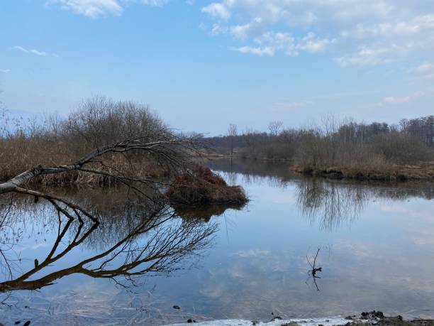 istock Brabbia swamp, northern Italy 1205075042