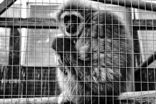 Orangutan locked cage, wild animals abuse, monkeys