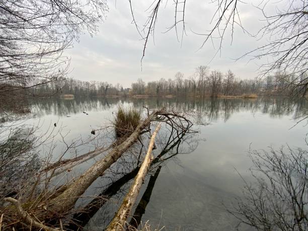 istock Brabbia swamp, northern Italy 1205075537