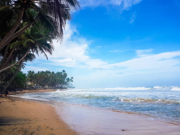 Tropical paradise idyllic beach - sea, palm tree and the beach. Ceylon