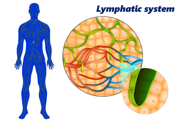 組織空間におけるリンパ管の毛細血管 - lymphatic system点のイラスト素材／クリップアート素材／マンガ素材／アイコン素材