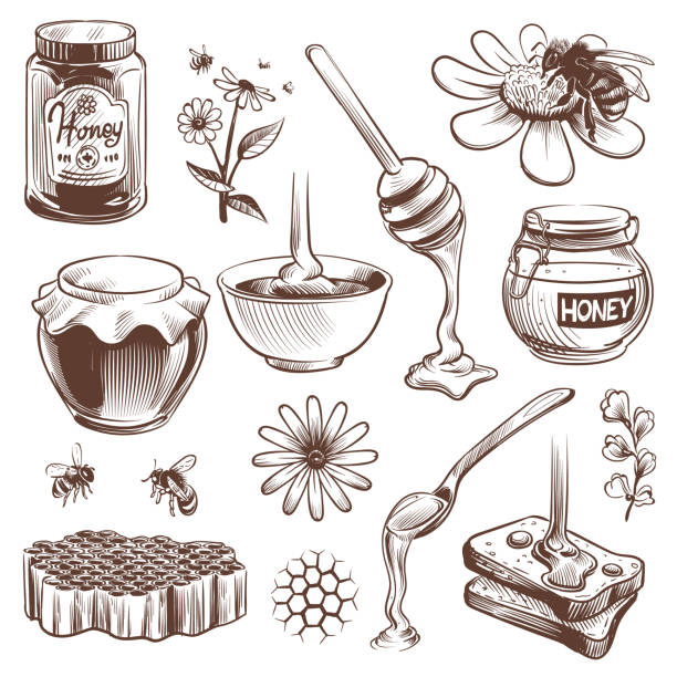 elle çizilmiş bal. arıcılık kroki doğal organik tatlı gıda bal, polen ve balmumu, kovan arısı vintage vektör seti - bal illüstrasyonlar stock illustrations