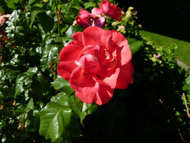 istock Garden and flowers 1205078662