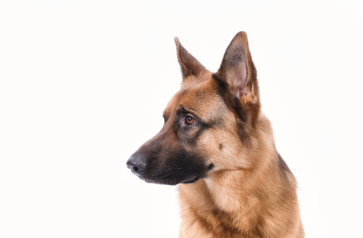 Portrait of a German Shepherd head, 3 years old, in front of white background, copy-space.