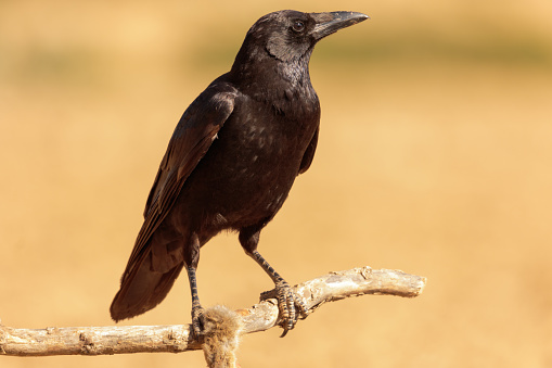 Close up shot of this Carrion Crow, photo taken in Catalonia, Spain