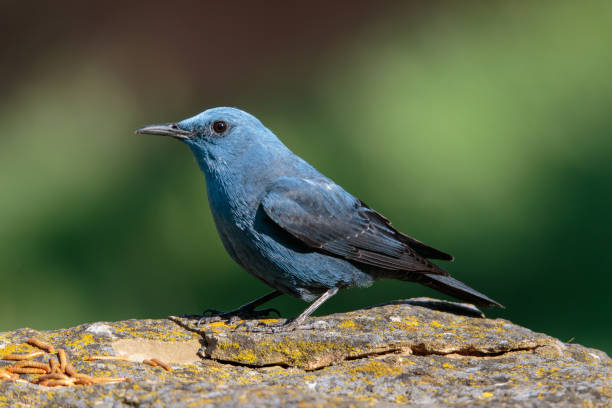 istock Male Blue Rock Thrush on Rock 1205082186