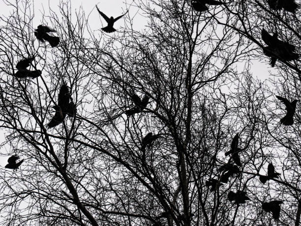 istock Silhouette of birds on a branch 1205082910