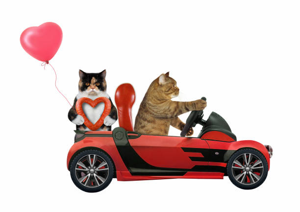 istock Cats in love in red car 2 1205083145
