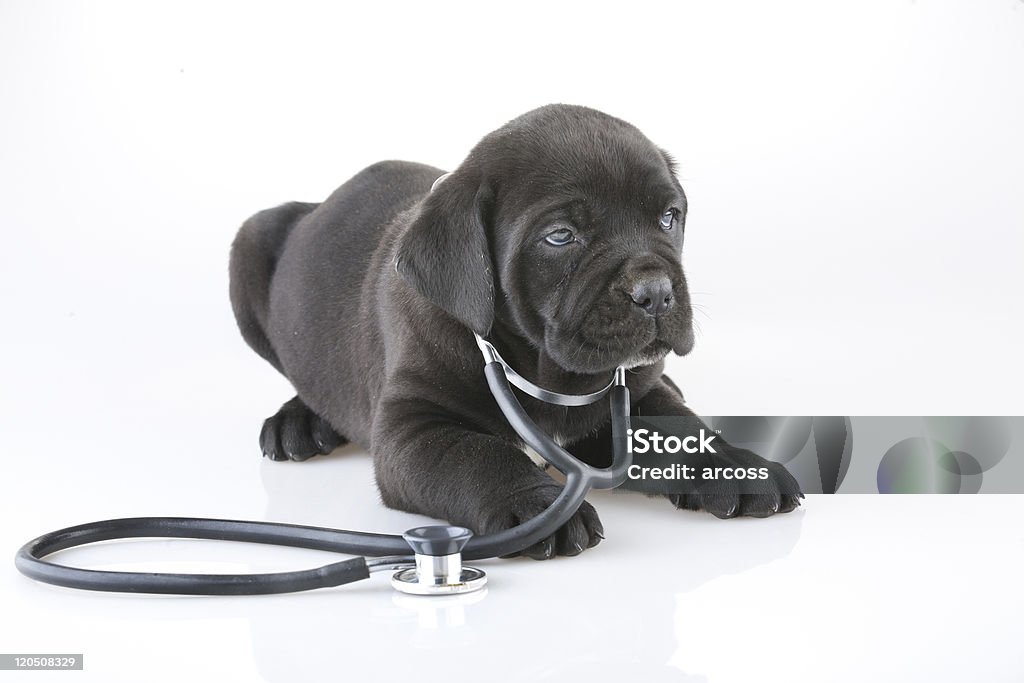 DR puppy A cute dog with Stethoscope on white background. Dog Stock Photo