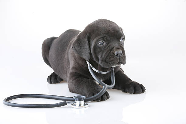 DR puppy A cute dog with Stethoscope on white background. insurance pets dog doctor stock pictures, royalty-free photos & images