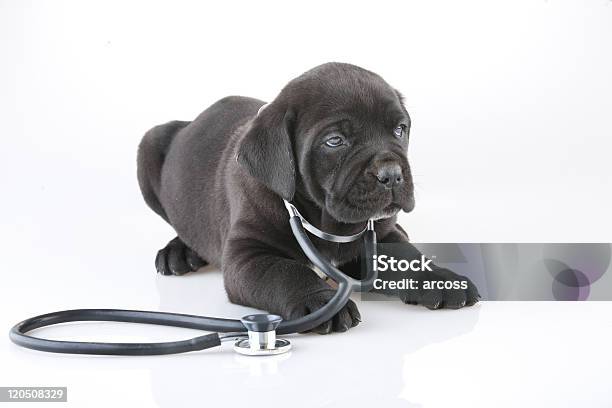 Dr Puppy Stock Photo - Download Image Now - Dog, Doctor, Pets