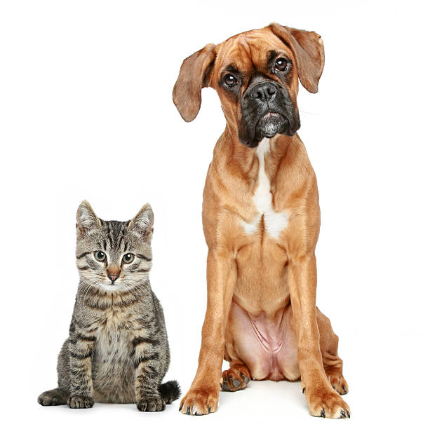 istock Brown cat and dog Boxer breed 120508454
