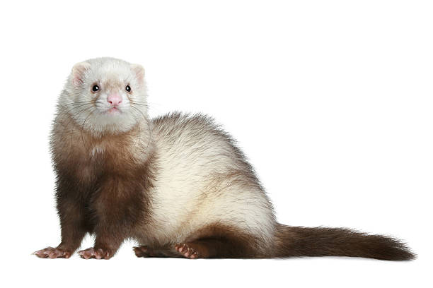 istock Funny ferret on a white background 120508466