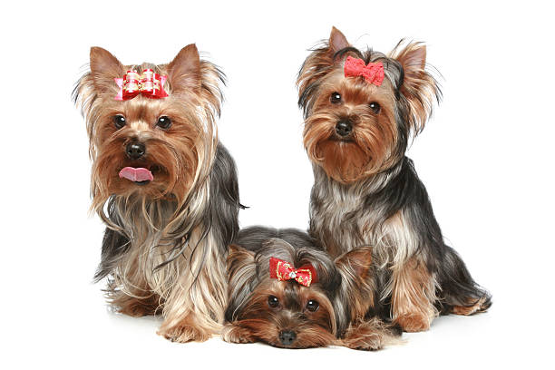 istock Yorkshire Terrier puppies on a white background 120508467
