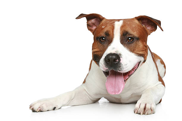 istock Staffordshire terrier lying on a white background 120508512