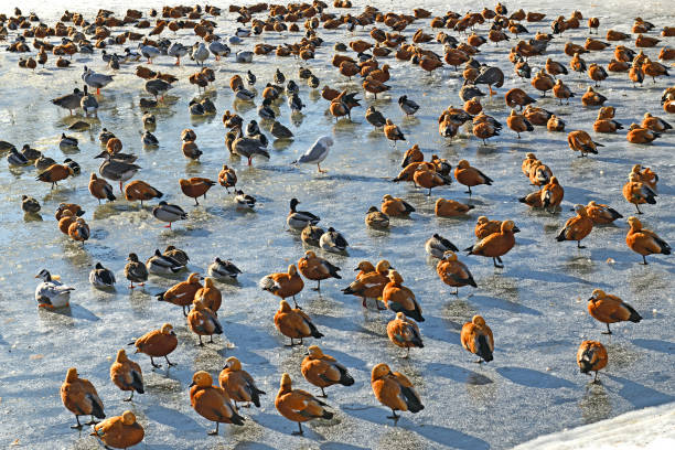 ptasie jezioro. kaczki i ruddy shelducks stoją na lodzie - shelduck anseriformes duck goose zdjęcia i obrazy z banku zdjęć