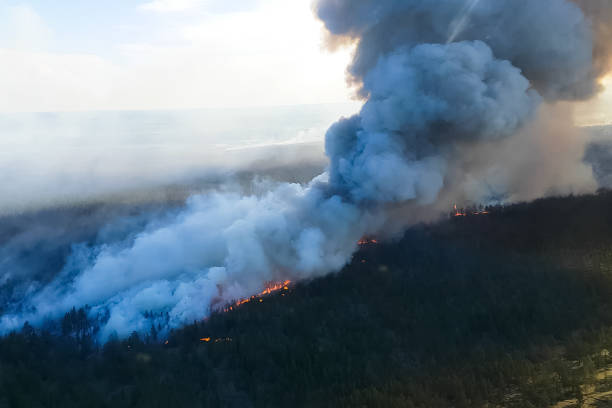 istock Fire in the forest, burning trees and grass. Natural fires 1205085728