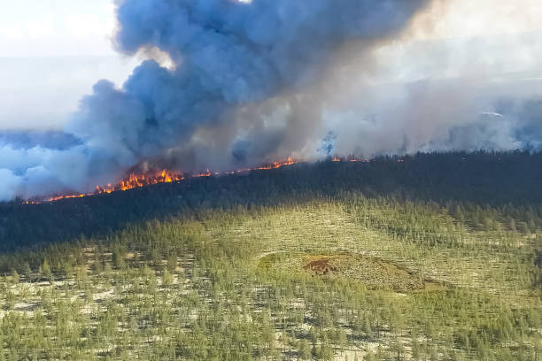 istock Fire in the forest, burning trees and grass. Natural fires 1205085729