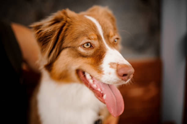istock Ginger and white dog standing with a open mouth 1205086095