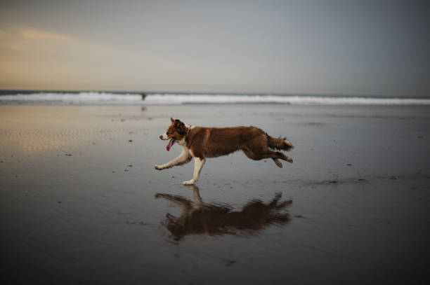 istock Side view ginger and white dog running on the sea shore 1205087107
