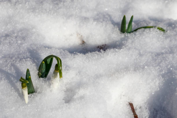 istock White snowdrops in snow. First flowers 1205087215